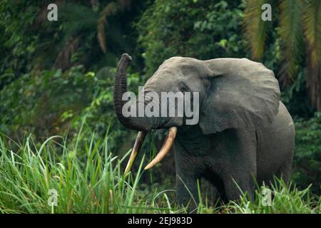 Elefante della foresta africana (loxodonta cyclotis) Foto Stock