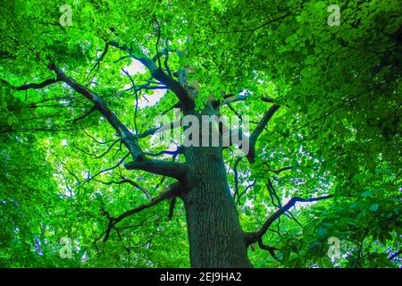Verde ramificato tiglio in primavera. Una vista verso l'alto dei rami e della corona dell'albero dal basso. Concetto ecologico e ambientale. Foto Stock