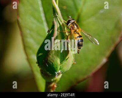 Femmina Hoverfly (Epistrophe eligans) che depone le uova sulla rosa boccioli di fiori tra gli afidi rosa (Macrosiphon rosae) su cui le sue larve si nutriranno, Wiltshire, UK Foto Stock