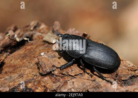 Maschio Lesser Stag Beetle (Dorcus parallelepipedus) in piedi su un ceppo, Hertfordshire giardino, Regno Unito, agosto. Foto Stock