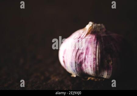 Bulbo d'aglio su sfondo scuro. Foto Stock