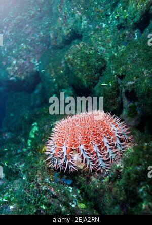 Ricci di mare closeup foto subacquea spinoso, animali globulari, echinodermi nella classe Echinoidea Foto Stock