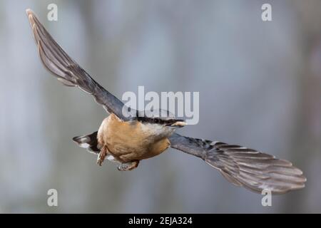 Kleiber, Spechtmeise, societé Flug, Flugbild, fliegend, mit Vogelfutter im Schnabel, Sitta europaea, picchio muratore, Eurasian picchio muratore, legno picchio muratore, volo, flyin Foto Stock
