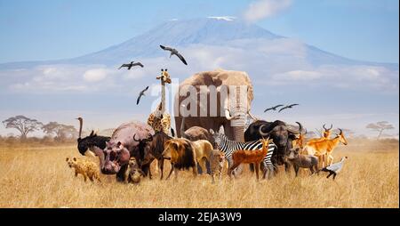 Gruppo di molti animali africani giraffe, leone, elefante, scimmia e altri si trovano insieme con Kilimanjaro montagna sullo sfondo Foto Stock