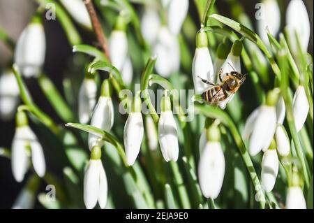 Berlino, Germania. 22 Feb 2021. Un'ape siede su uno dei fiori di una goccia di neve, una delle prime piante fiorite della primavera iniziale. Credit: Kira Hofmann/dpa-Zentralbild/dpa/Alamy Live News Foto Stock