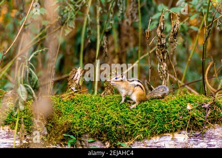 tronco di albero caduto coperto di muschio su cui siede un chipmunk, fuoco selettivo Foto Stock