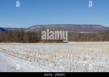 Campo di mais innevato con creste di montagna sullo sfondo Foto Stock