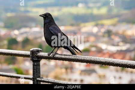 Clitheroe, Lancashire, Regno Unito. 22 Feb 2021. Un corvo carrabile sulle ringhiere del castello di Clitheroe in una giornata nuvolosa a Clitheroe, Lancashire. Credit: John Eveson/Alamy Live News Foto Stock