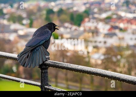 Clitheroe, Lancashire, Regno Unito. 22 Feb 2021. Un corvo carrabile sulle ringhiere del castello di Clitheroe in una giornata nuvolosa a Clitheroe, Lancashire. Credit: John Eveson/Alamy Live News Foto Stock