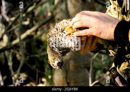 spara grouse nelle mani di un cacciatore che spara le ali di grouse nei raggi del sole luminoso, fuoco selettivo Foto Stock