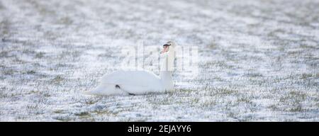 swan siede in prato erboso coperto di neve Foto Stock