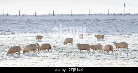 pecore pascolano in prato coperto di neve vicino al fiume diga in olanda Foto Stock