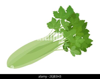 Verde vegetale di sedano organico isolato su sfondo bianco. Sano naturale colorato ingrediente alimentare vettore cartoon illustrazione. Illustrazione Vettoriale