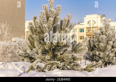 pino giovane in città coperto di brina dal gelo e dalla neve Foto Stock