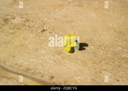 Singolo isolato fiore giallo di Bittergourd o Bittermelon verde amaro pianta vegetale Foto Stock