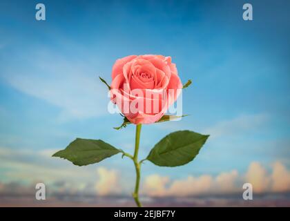 Bella rosa fresca singola rosa con testa di fiore in selettivo focus con romantico cielo estivo blu alle spalle per la giornata dei valentines anniversario fioritura Foto Stock