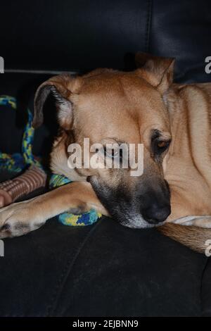 Cane femmina sdraiato sul divano di famiglia circondato da alcuni dei suoi giocattoli. Foto Stock