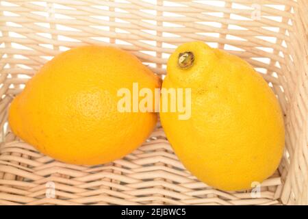 Due gustosi limoni organici gialli interi, maturi e brillanti, si trovano in un cesto intessuto di viti. Foto Stock