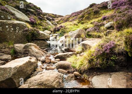 Vista su un ruscello collinare, con erica su entrambi i lati. L'acqua scorre giù per la collina dalla brughiera sopra Kinder Scout, Derbyshire, Inghilterra, Regno Unito Foto Stock