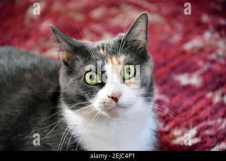 Gatto grigio dagli occhi grandi che si posa su un tappeto decorativo rosso Foto Stock