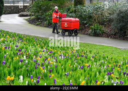 Dorchester, Dorset, Regno Unito. 22 febbraio 2021. Regno Unito Meteo. Un postino ammira un tappeto di fiori di primavera che sono in piena fioritura mentre si cammina attraverso i giardini Borough a Dorchester in Dorset in un caldo giorno di inverni. Picture Credit: Graham Hunt/Alamy Live News Foto Stock