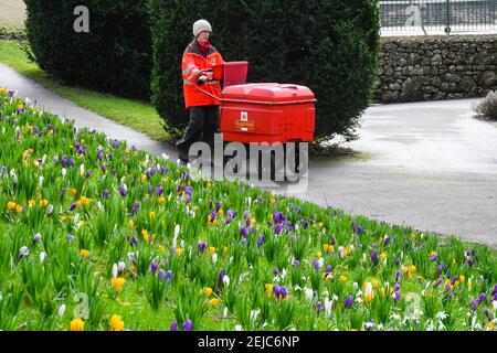 Dorchester, Dorset, Regno Unito. 22 febbraio 2021. Regno Unito Meteo. Un postino cammina attraverso un tappeto di fiori di primavera che sono in piena fioritura nei giardini Borough a Dorchester in Dorset in una calda giornata di inverni. Picture Credit: Graham Hunt/Alamy Live News Foto Stock