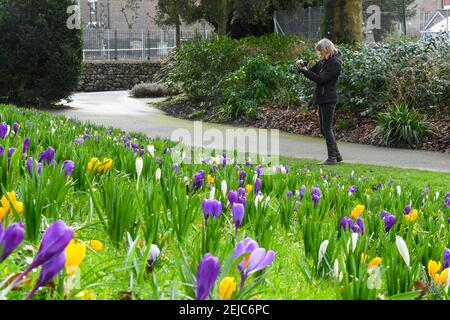 Dorchester, Dorset, Regno Unito. 22 febbraio 2021. Regno Unito Meteo. Una donna si ferma per fotografare un tappeto di fiori di primavera che sono in piena fioritura nei giardini Borough a Dorchester in Dorset in un caldo giorno di inverni. Picture Credit: Graham Hunt/Alamy Live News Foto Stock