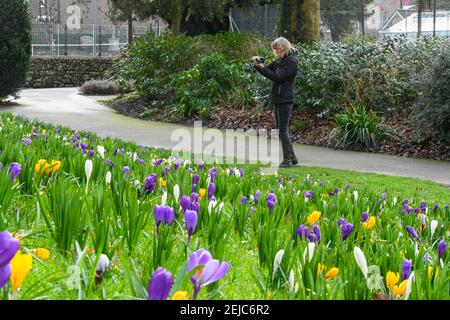 Dorchester, Dorset, Regno Unito. 22 febbraio 2021. Regno Unito Meteo. Una donna si ferma per fotografare un tappeto di fiori di primavera che sono in piena fioritura nei giardini Borough a Dorchester in Dorset in un caldo giorno di inverni. Picture Credit: Graham Hunt/Alamy Live News Foto Stock