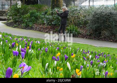 Dorchester, Dorset, Regno Unito. 22 febbraio 2021. Regno Unito Meteo. Una donna si ferma per fotografare un tappeto di fiori di primavera che sono in piena fioritura nei giardini Borough a Dorchester in Dorset in un caldo giorno di inverni. Picture Credit: Graham Hunt/Alamy Live News Foto Stock