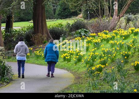 Dorchester, Dorset, Regno Unito. 22 febbraio 2021. Regno Unito Meteo. Due donne camminano attraverso un letto di narcisi che sono in piena fioritura nei giardini Borough a Dorchester in Dorset in un caldo giorno di inverni. Picture Credit: Graham Hunt/Alamy Live News Foto Stock