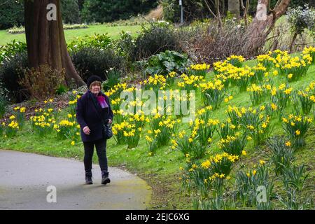 Dorchester, Dorset, Regno Unito. 22 febbraio 2021. Regno Unito Meteo. Una donna cammina attraverso un letto di narcisi che sono in piena fioritura nei giardini Borough a Dorchester in Dorset in un caldo giorno di inverni. Picture Credit: Graham Hunt/Alamy Live News Foto Stock