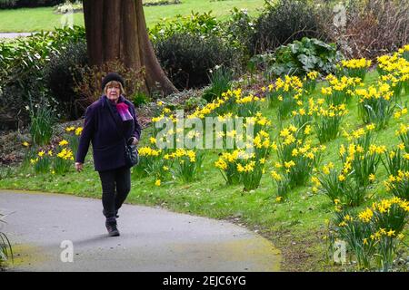 Dorchester, Dorset, Regno Unito. 22 febbraio 2021. Regno Unito Meteo. Una donna cammina attraverso un letto di narcisi che sono in piena fioritura nei giardini Borough a Dorchester in Dorset in un caldo giorno di inverni. Picture Credit: Graham Hunt/Alamy Live News Foto Stock