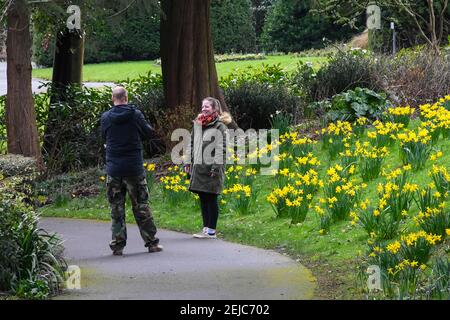 Dorchester, Dorset, Regno Unito. 22 febbraio 2021. Regno Unito Meteo. Una coppia scatta foto di fronte a un letto di narcisi che sono in piena fioritura nei giardini Borough a Dorchester in Dorset in un caldo giorno di inverni. Picture Credit: Graham Hunt/Alamy Live News Foto Stock