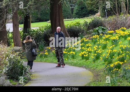 Dorchester, Dorset, Regno Unito. 22 febbraio 2021. Regno Unito Meteo. Una coppia scatta foto di fronte a un letto di narcisi che sono in piena fioritura nei giardini Borough a Dorchester in Dorset in un caldo giorno di inverni. Picture Credit: Graham Hunt/Alamy Live News Foto Stock