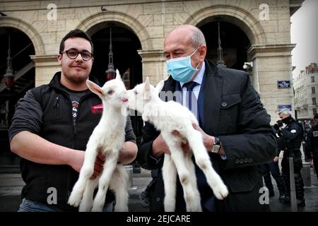 Lione, Francia. 22 Feb 2021. Gli agricoltori protestano contro il menu senza carne a Lione, in Francia, il 22 febbraio 2021, vicino alla piazza che si affaccia sul municipio di Lione, durante una manifestazione degli agricoltori locali per protestare contro la decisione della maggioranza della città di tenere la carne fuori dal menu delle scuole cittadine, ha detto il sindaco, Garantire un servizio regolare durante il pranzo durante l'allontanamento sociale imposto dalla pandemia del Covid-19. Photo by Mathis Boussuge/ABACAPRESS.COM Credit: Abaca Press/Alamy Live News Foto Stock