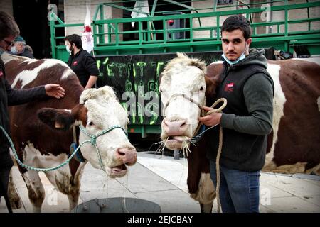 Lione, Francia. 22 Feb 2021. Gli agricoltori protestano contro il menu senza carne a Lione, in Francia, il 22 febbraio 2021, vicino alla piazza che si affaccia sul municipio di Lione, durante una manifestazione degli agricoltori locali per protestare contro la decisione della maggioranza della città di tenere la carne fuori dal menu delle scuole cittadine, ha detto il sindaco, Garantire un servizio regolare durante il pranzo durante l'allontanamento sociale imposto dalla pandemia del Covid-19. Photo by Mathis Boussuge/ABACAPRESS.COM Credit: Abaca Press/Alamy Live News Foto Stock