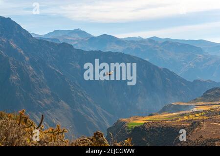 Giovane Ande Condor (Vultur Gryphus) in volo, Colca Canyon, Perù. Foto Stock