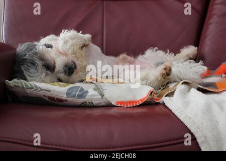 chilling cane su un divano Foto Stock