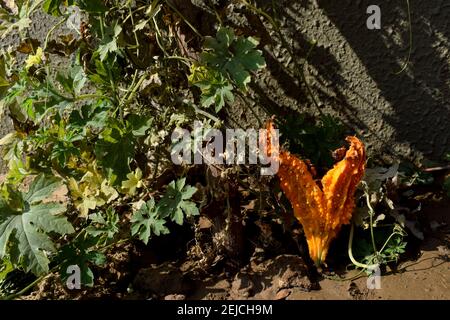 Bittergourd o Balsam pera maturata su verde crescente pianta fresca. Il bittermelon verde si è acceso al colore giallo arancione a causa della rottura troppo matura aperta Foto Stock