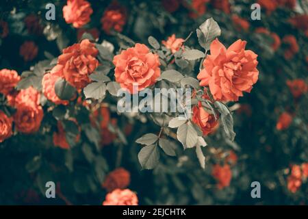 Le rose arancioni crescono nel giardino. Vista laterale. Scheda ART. Foto Stock