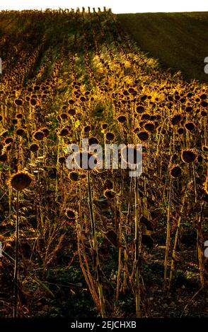 Campo di girasoli sbiaditi, Auvergne-Rhone-Alpes, Francia Foto Stock