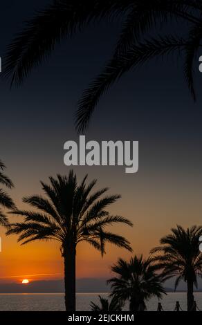 Vista verticale di una silhouette di palme con un splendido tramonto sull'oceano sullo sfondo Foto Stock