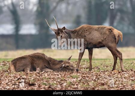 Giovane cervo maschio interessato a sdraiarsi Foto Stock