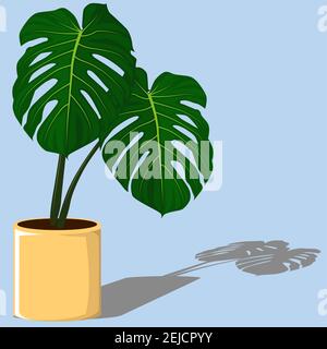 Pianta di casa tropicale, pianta verde di Monstera-punctulata Illustrazione Vettoriale