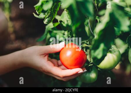 Donna che raccoglie pomodori freschi da un albero. Verdure fresche. Primo piano. Foto Stock