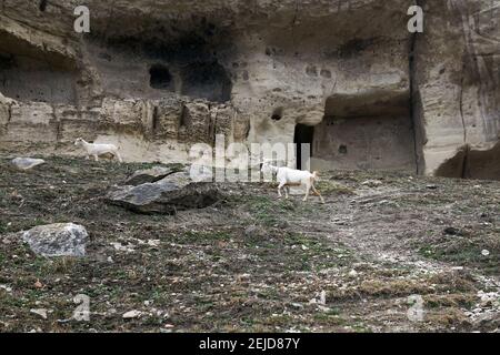 capre vagano su una collina sotto le pareti del città medievale abbandonata grotta Foto Stock