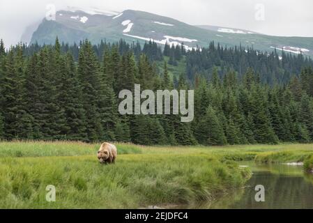 Un orso bruno costiero pascola su una sporgenza in un campo nel parco nazionale del lago Clark, Alaska. La foresta e la montagna si possono vedere dietro di lei. Foto Stock