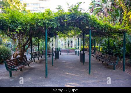 Giardini- Città del Capo, Sud Africa - 19-02-2021 panchine di legno dipinte di verde scuro, sotto una veranda coperta di piante nei Giardini di Città del Capo. Foto Stock