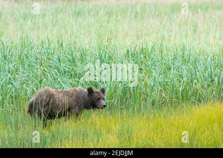 Un orso bruno selvaggio in un campo nel parco nazionale del lago Clark, Alaska. Foto Stock