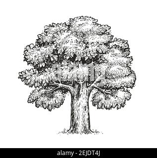 Schizzo di quercia. Albero vettoriale vintage isolato su sfondo bianco Illustrazione Vettoriale